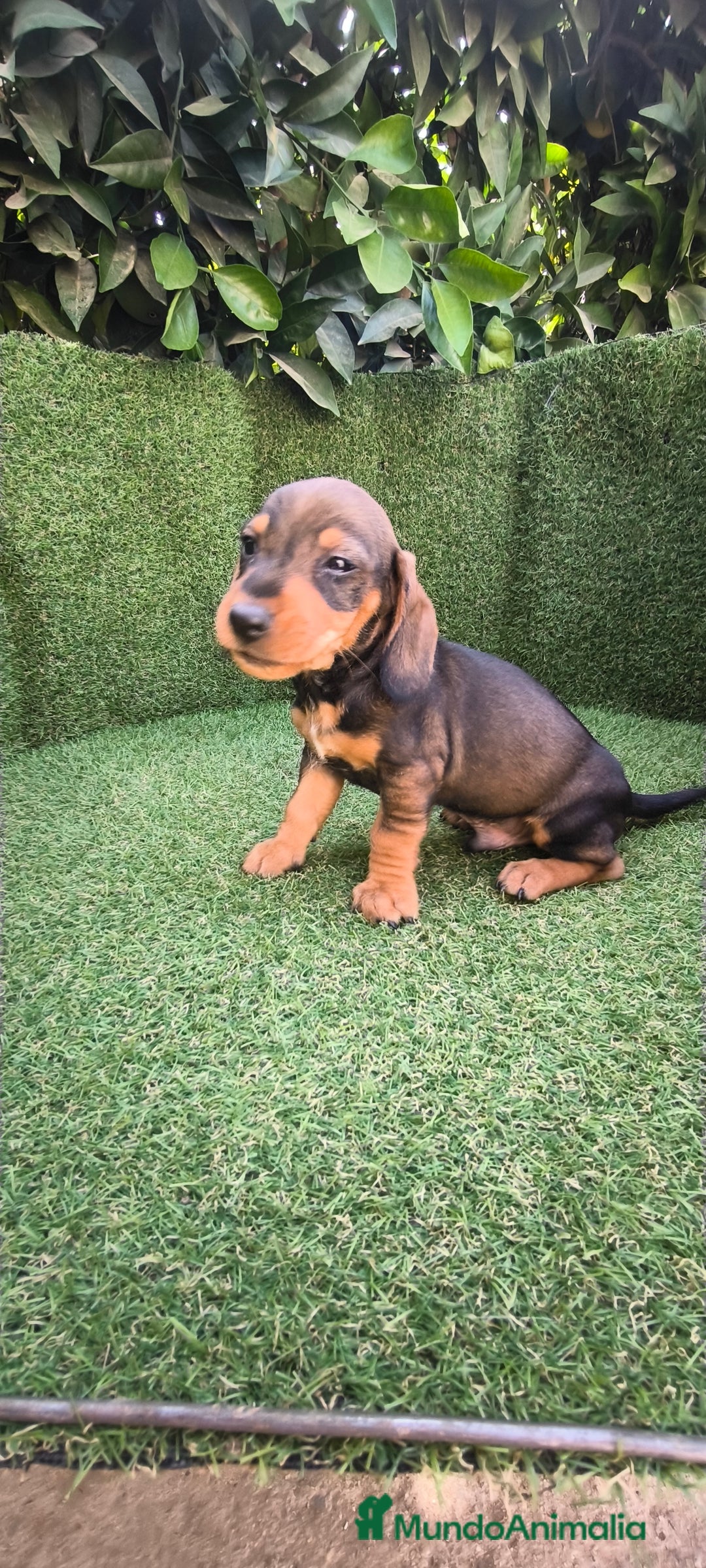 Teckel Miniatura perros en venta: teckel miniatura  - Imagen 6