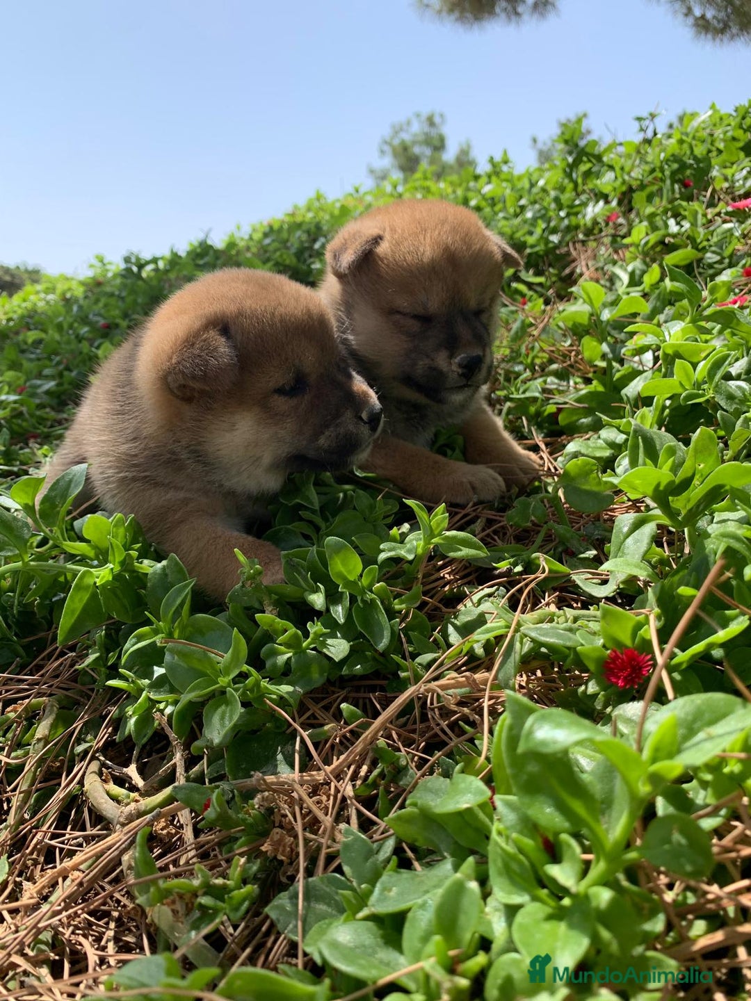 Shiba Inu perros en venta: SHIBA INU - Imagen 19