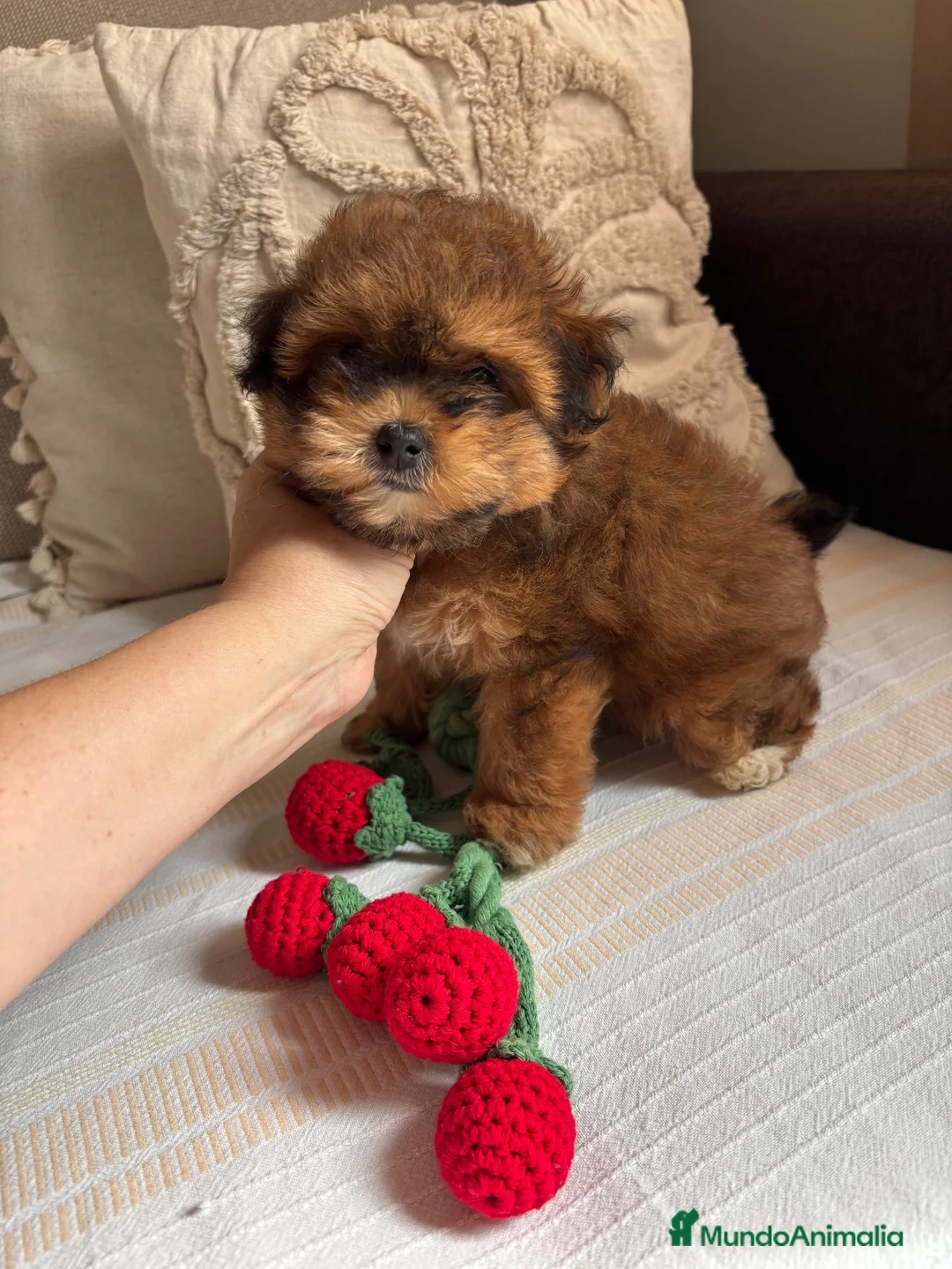 Maltipoo perros en venta: Maltipoo Toy Roja fotos actuales !!! - Anuncio 3