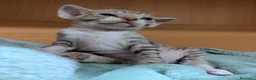 Devon Rex gatos en venta: Devon Rex – Gatitos disponibles - Anuncio 9