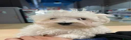 Bichón Maltés perros en venta: Bichón Maltés - Anuncio 1