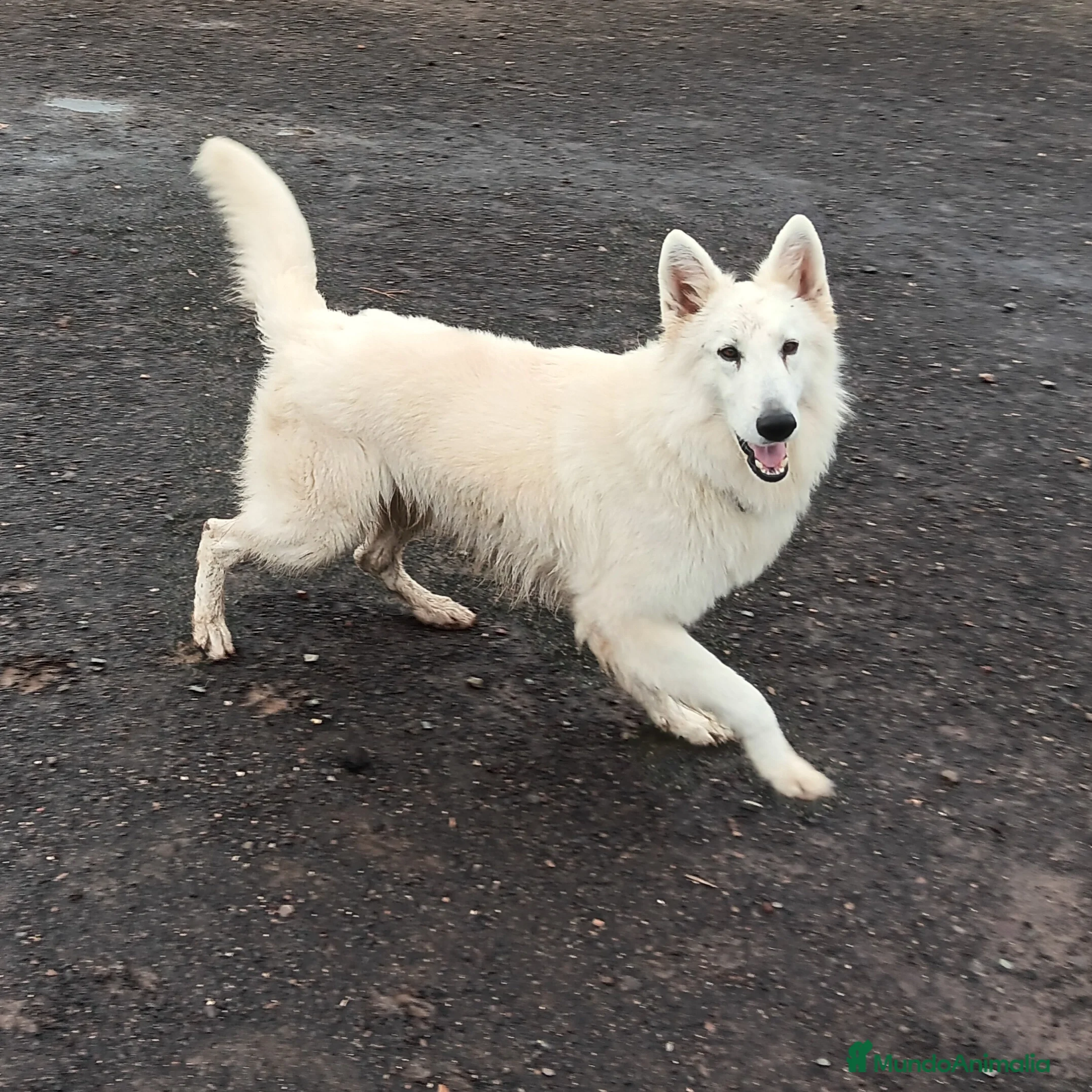 Pastor Blanco Suizo perros Pastor Blanco Suizo  - Anuncio 5