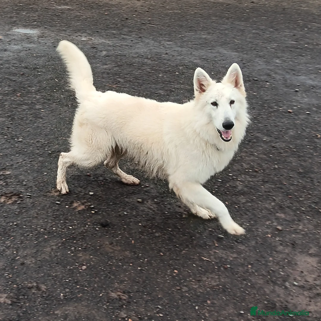 Pastor Blanco Suizo perros en venta: Pastor Blanco Suizo  - Anuncio 1