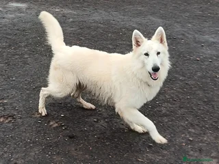 Pastor Blanco Suizo perros Pastor Blanco Suizo - Anuncio 5