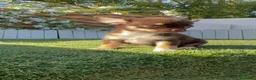 Chihuahua perros en venta: CHIHUAHUA CHOCOLATE - Anuncio 13