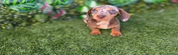 Teckel Miniatura perros en venta: TECKEL MINIATURA ARLEQUIN - Anuncio 2