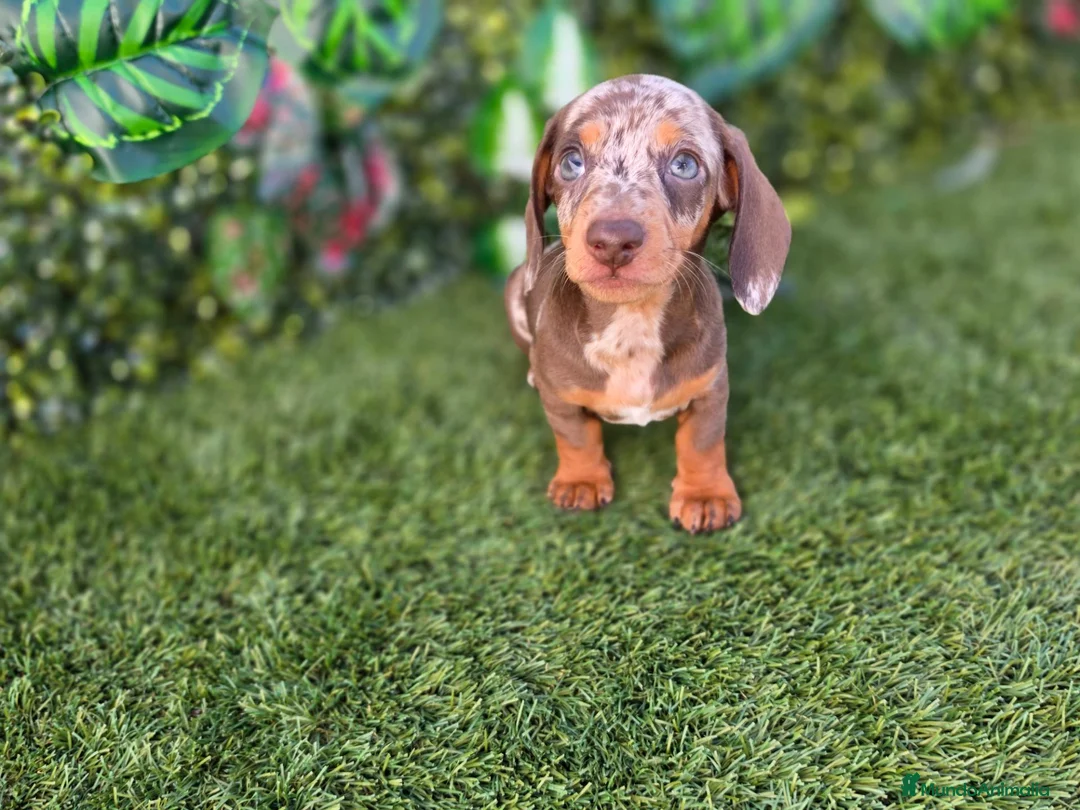 Teckel Miniatura perros en venta: TECKEL MINIATURA ARLEQUIN - Anuncio 2