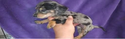 Teckel perros en venta: Teckel Arlequínes y Negros fuego - Anuncio 9