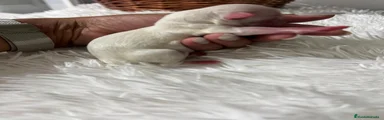 Bichón Maltés 3