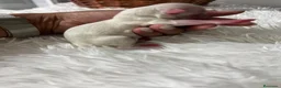 Bichón Maltés perros en venta: BICHÓN MALTÉS  - Anuncio 4