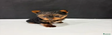 Yorkshire Terrier Cachorro 2