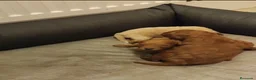 Caniche Toy perros en venta: Caniche toy - Anuncio 3