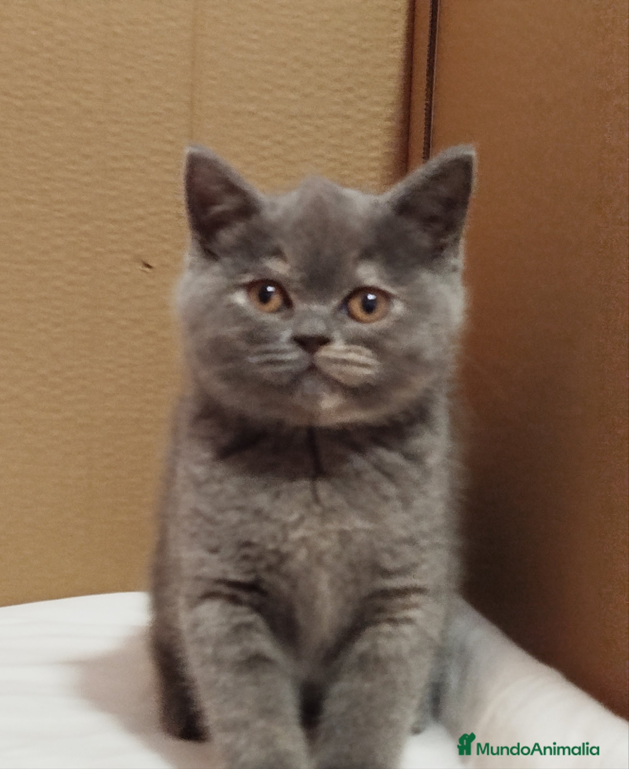 Británico de Pelo Corto gatos British Shorthair  - Anuncio 33