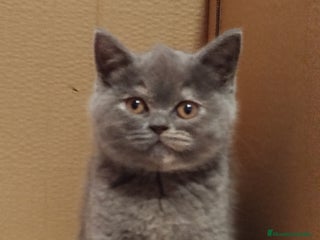 Británico de Pelo Corto gatos British Shorthair - Anuncio 27