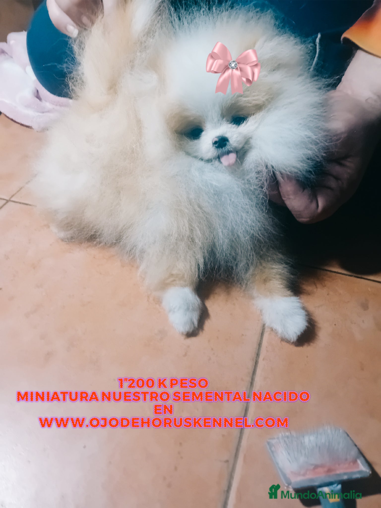 Pomerania perros Hijos de este preciosa 💎 ejemplar  - Anuncio 2