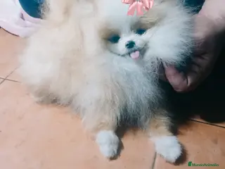 Pomerania perros Hijos de este preciosa 💎 ejemplar - Anuncio 2