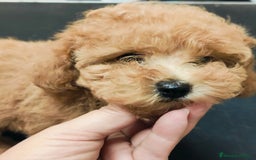 Caniche Toy perros en venta: Caniche toy rojo  - Imagen 3