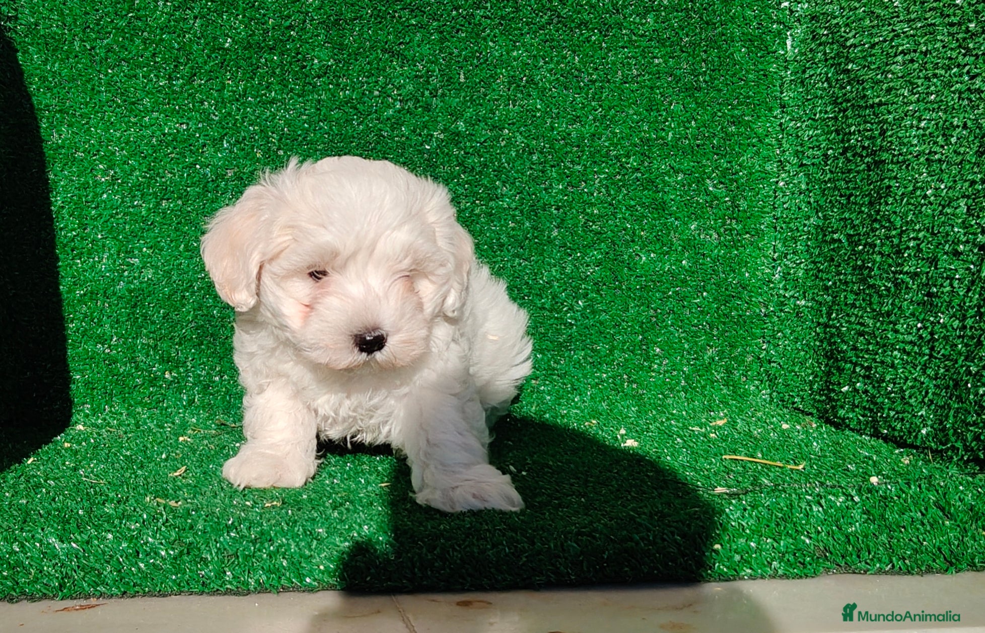 Bichón Maltés perros Bichón maltés  - Anuncio 1