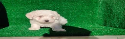 Bichón Maltés perros en venta: Bichón maltés  - Anuncio 1