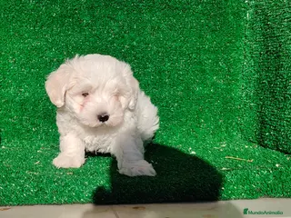 Bichón Maltés perros Bichón maltés - Anuncio 1
