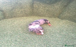 Teckel perros en venta: camada teckel canichen varios colores  - Imagen 10