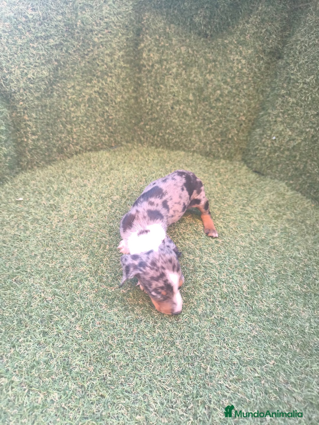 Teckel perros en venta: camada teckel canichen varios colores  - Imagen 10