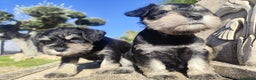 Schnauzer Miniatura perros en venta: Schnauzer Cachorros negro plata - Anuncio 2