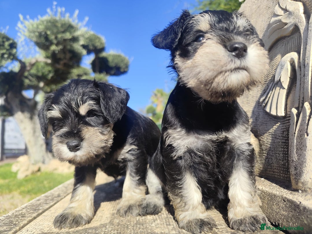 Schnauzer Miniatura perros en venta: Schnauzer Cachorros negro plata - Anuncio 2