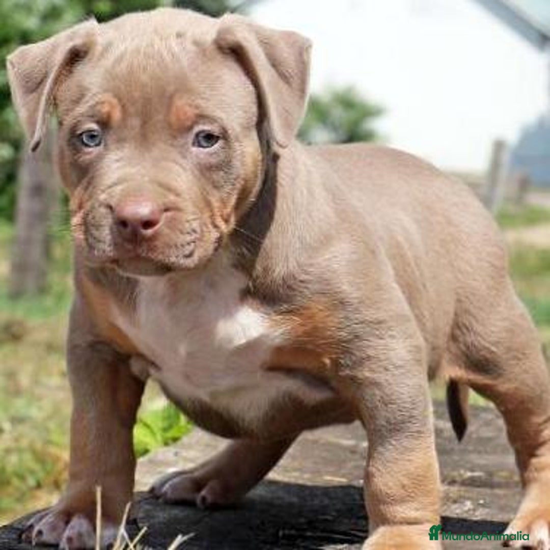 American Pit Bull Terrier perros en venta: AMERICAN PITBULL CRIADERO PROFESIONAL  - Anuncio 6