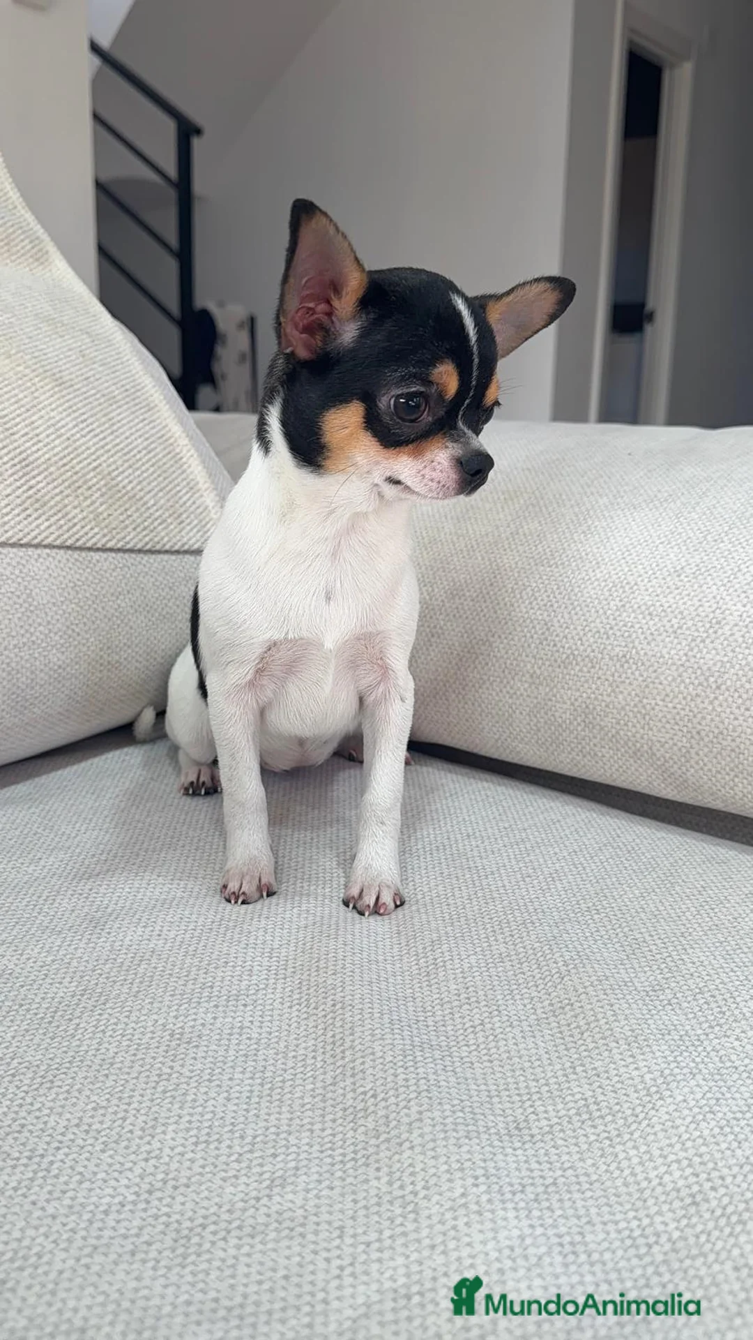 Chihuahua perros en venta: Chihuahua Toy macho y hembra  - Anuncio 1