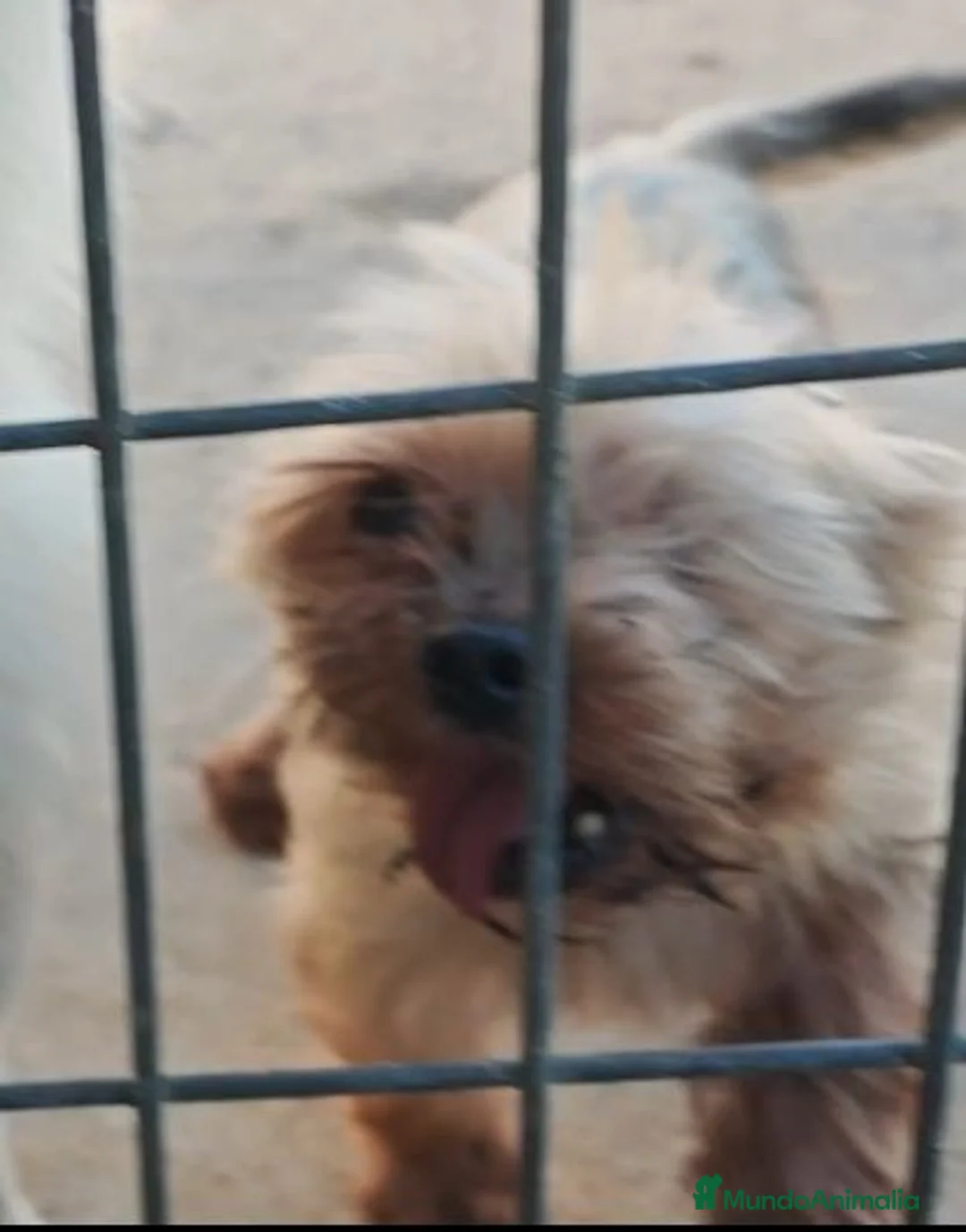 Yorkshire Terrier perros en adopcion: Yorkshire en adopción  - Anuncio 1