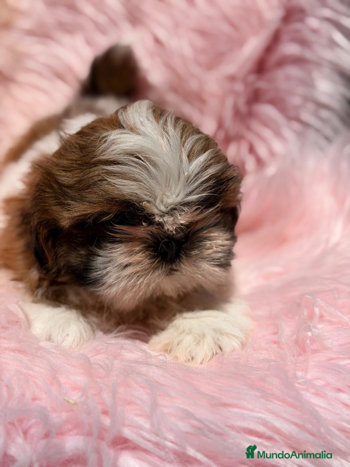 Shih Tzu perros SHIH TZU HEMBRA - Anuncio 2