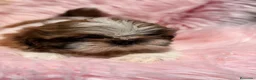 Shih Tzu perros en venta: SHIH TZU HEMBRA - Anuncio 1