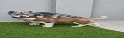 Husky Siberiano perros en venta: Husky siberiano agouti - Anuncio 4