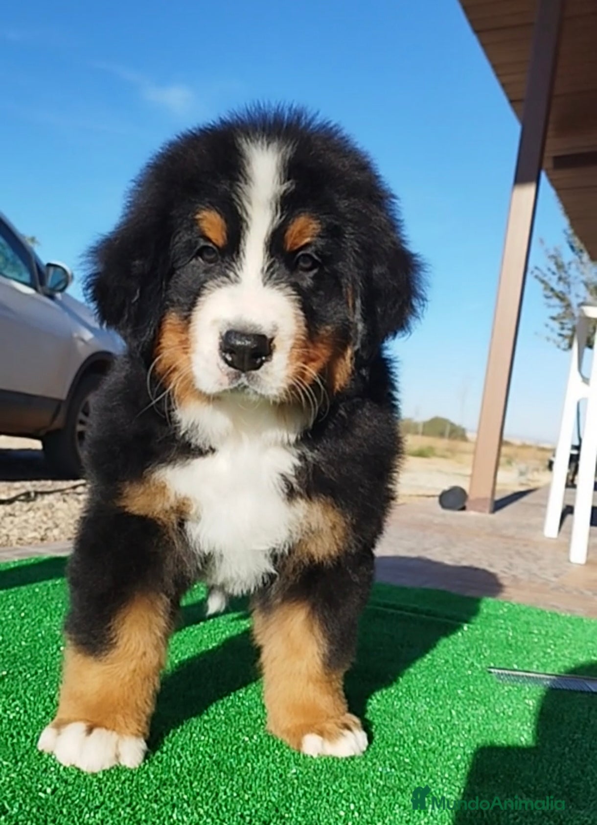 Boyero de Berna perros Boyeros de Berna impresionantes - Anuncio 1