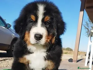 Boyero de Berna perros Boyeros de Berna impresionantes - Anuncio 4