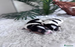 Yorkshire Terrier perros en venta: YORKSHIRE BIEWER - Anuncio 6