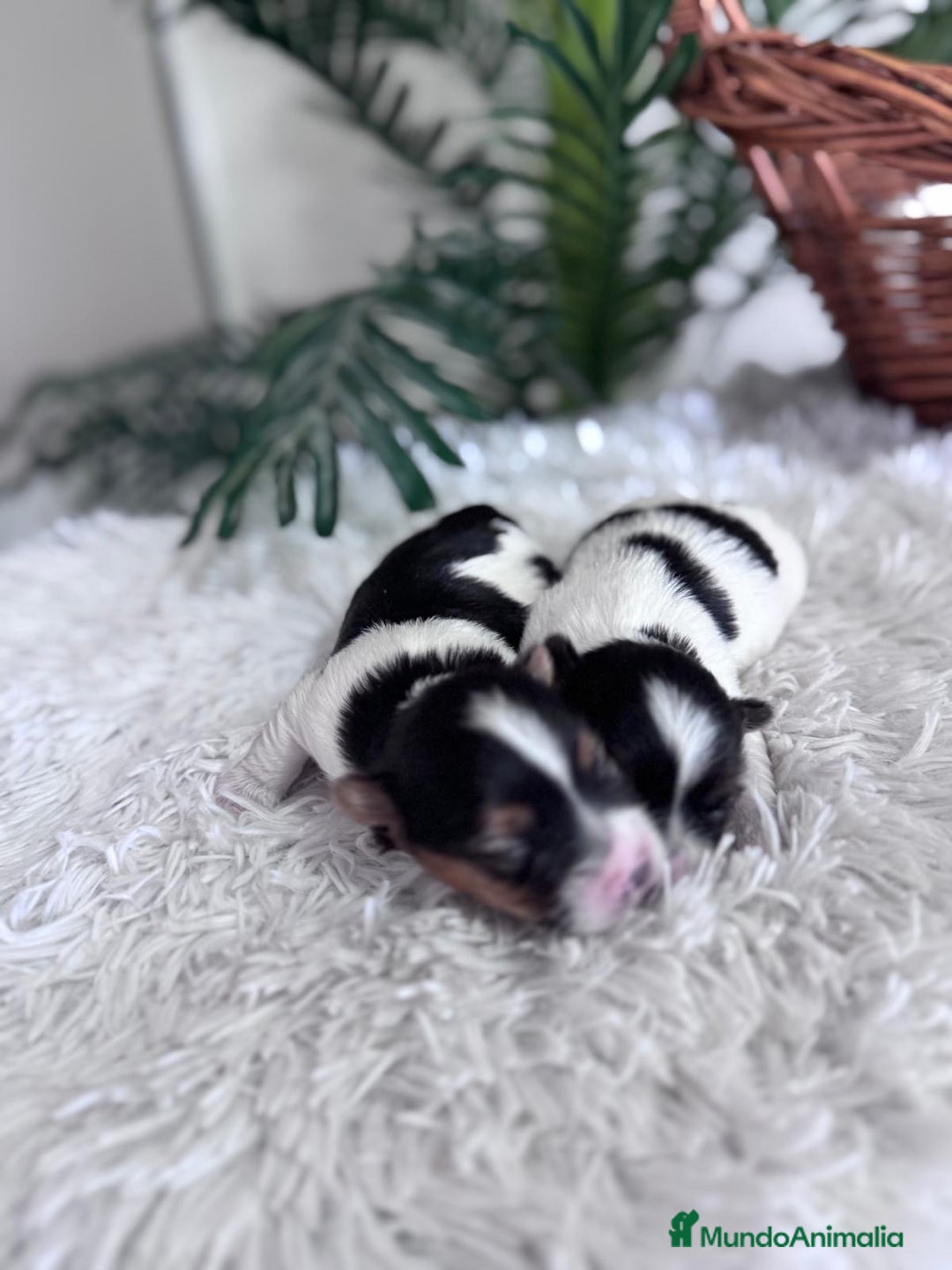 Yorkshire Terrier perros en venta: YORKSHIRE BIEWER - Anuncio 6