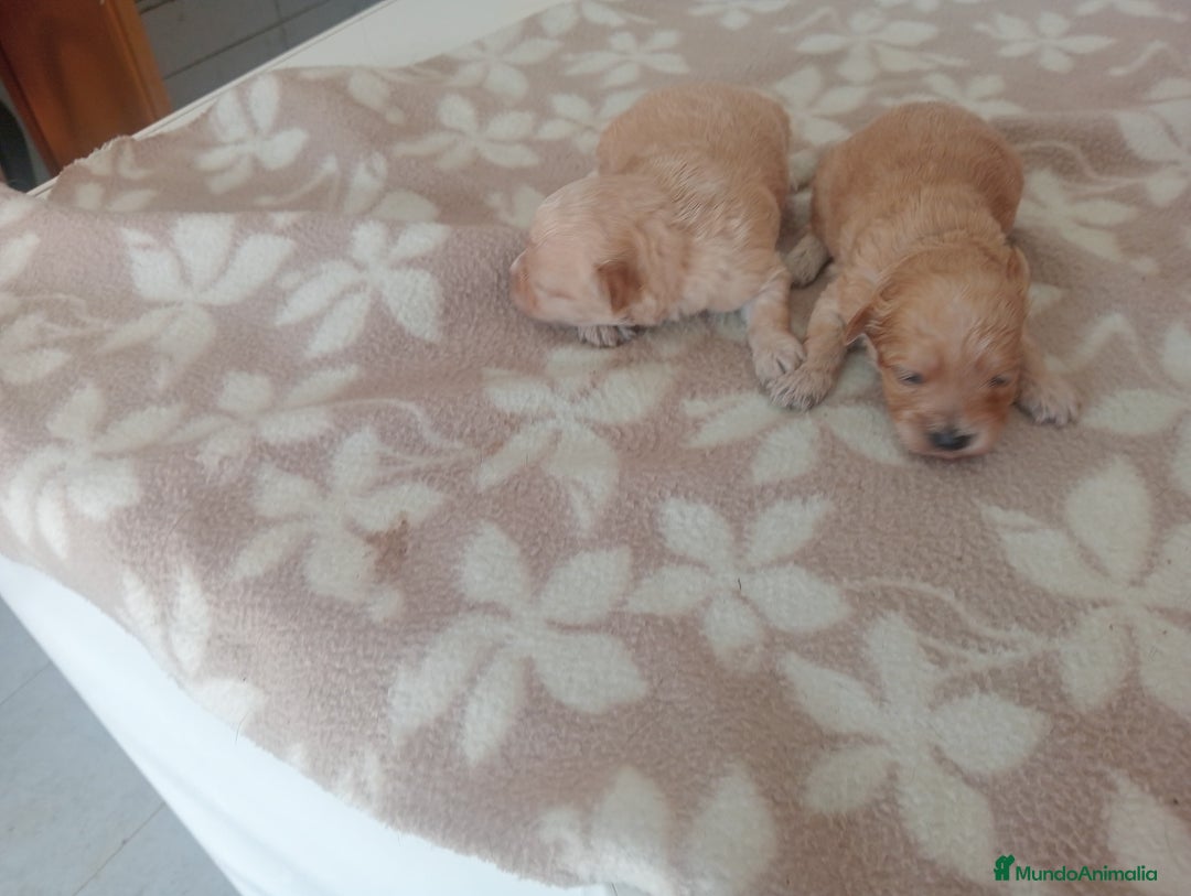 Maltipoo perros en venta: MALTIPOO - Imagen 4