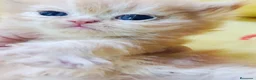Persa gatos en venta: CACHORROS PERSAS HIMALAYOS  - Anuncio 3