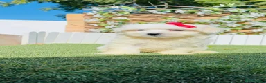 Bichón Maltés 1