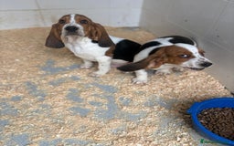 Basset Hound perros en venta: Último BASSET HOUND  - Anuncio 3