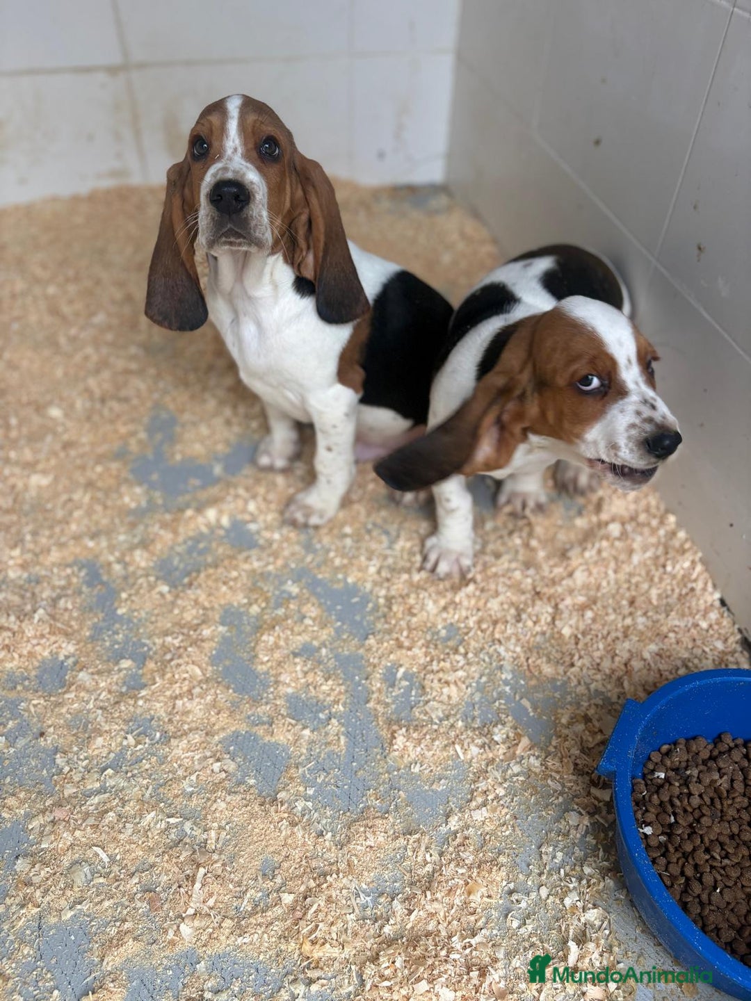 Basset Hound perros en venta: Último BASSET HOUND  - Anuncio 3