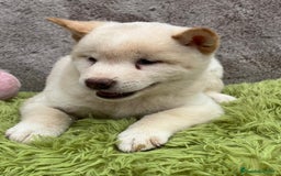 Shiba Inu perros en venta: Shiba inu blanco - Imagen 4