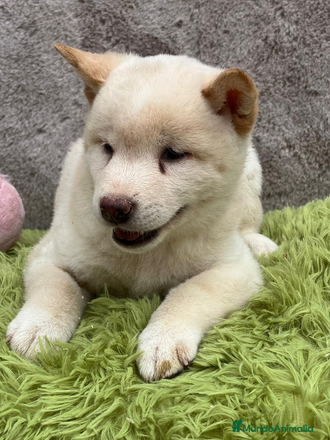 Shiba Inu perros en venta: Shiba inu blanco - Imagen 4