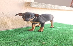 Ratón de Praga perros en venta: Raton de praga - Imagen 11