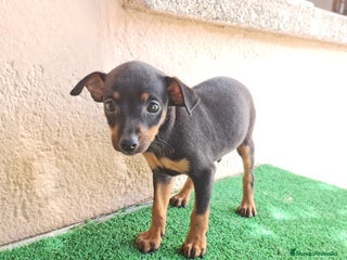 Ratón de Praga perros - Anuncio 2