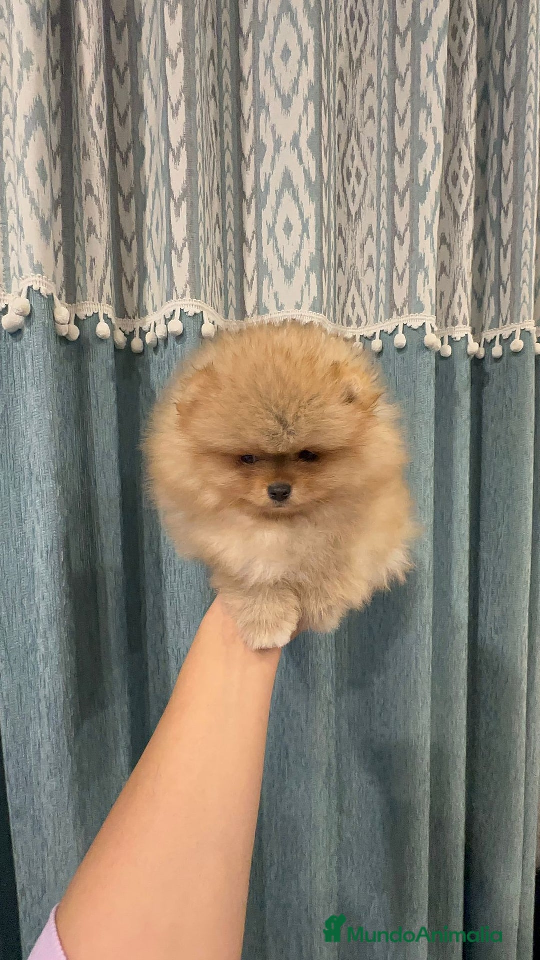Pomerania perros en venta: Pomeranias súper mono y chatos - Anuncio 7