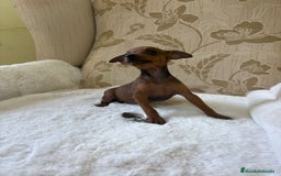 Pinscher Miniatura perros en venta: Pinscher Miniatura cachorros de ensueño - Imagen 13