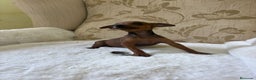 Pinscher Miniatura perros en venta: Pinscher Miniatura cachorros de ensueño - Anuncio 13